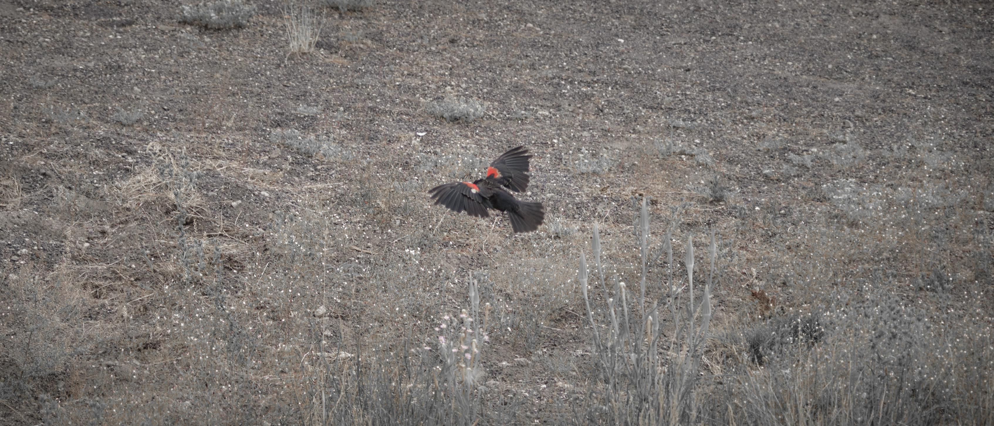 DSCF5118.jpg