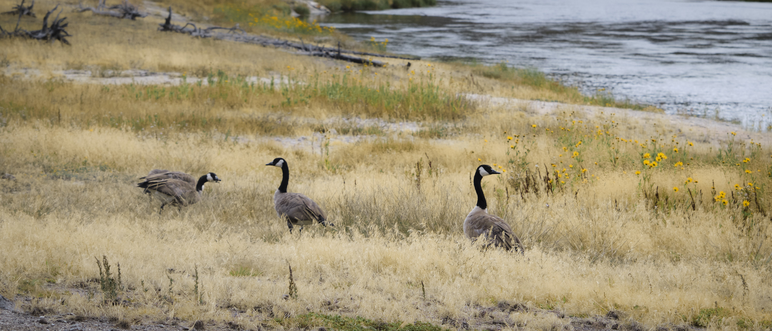 DSCF5052.jpg